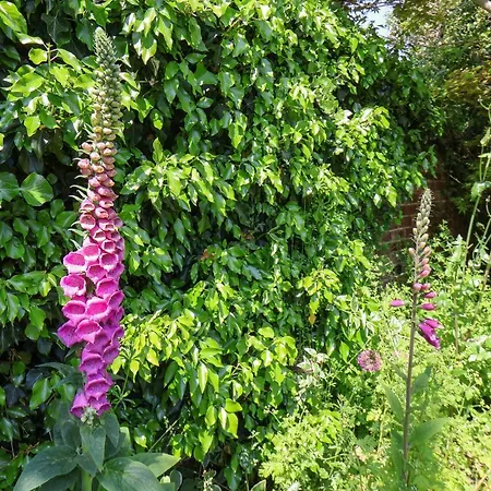 The Garden * Yarm